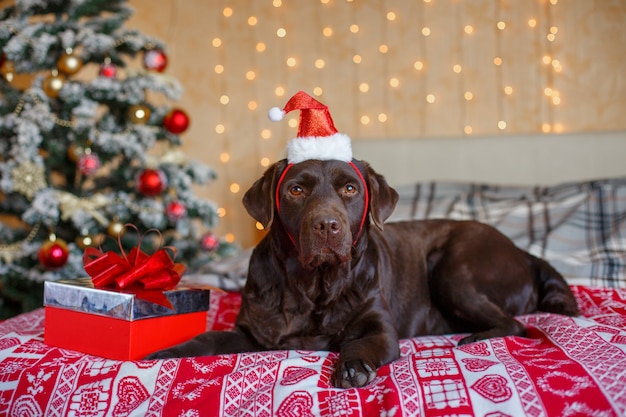 Perro labrador en el dormitorio cerca del árbol de Navidad Sombrero de Navidad de Papá Noel