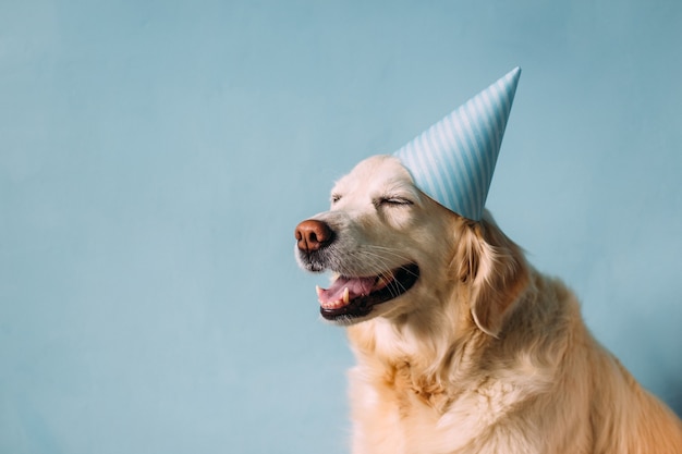 Perro labrador golden retriever celebra su cumpleaños con una gorra