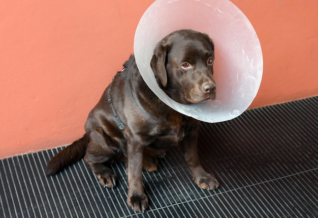 Perro labrador marrón abatido que lleva un gran collar cónico de plástico suministrado por el veterinario después de la cirugía para evitar que se lama una herida o herida