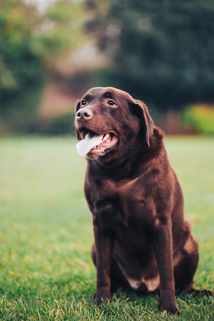 Perro labrador marrón sentado en la hierba.