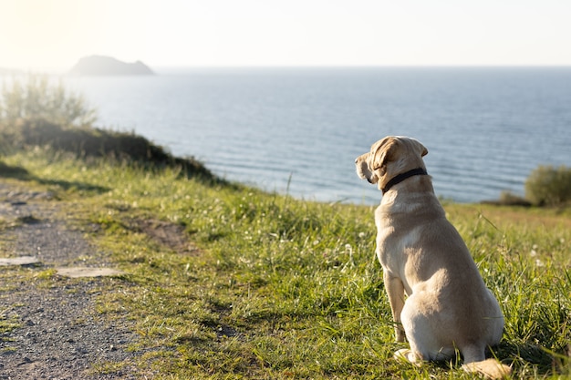 Perro labrador mirando la puesta de sol en el borde del mar en la noche