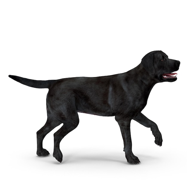 Foto perro labrador modelo 3d el archivo jpeg del perro mascota realista
