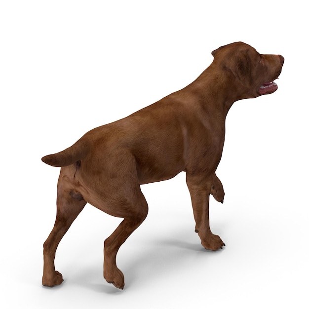 Foto perro labrador modelo 3d el archivo jpeg del perro mascota realista