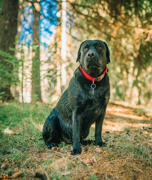 Perro labrador negro en un paseo. Perro en la naturaleza. Perro mayor detrás de la hierba y el bosque