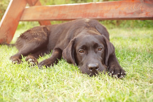 Un perro labrador negro yace en un césped verde La mascota está descansando