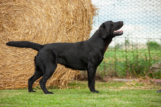 Perro Labrador posando en una exposición canina con un telón de fondo de campo