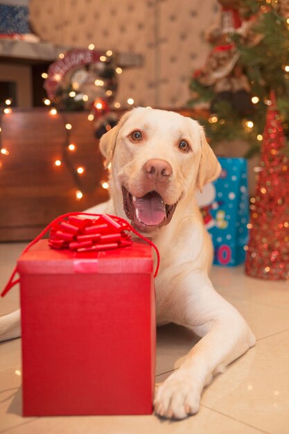 Foto perro labrador con el regalo