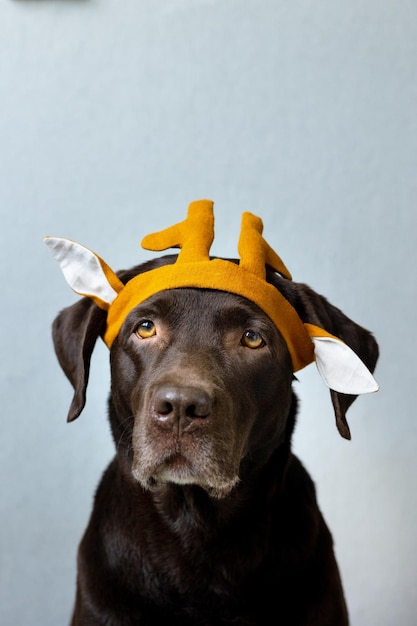 Un perro labrador retriever de chocolate se asienta sobre un fondo claro en un pañuelo verde o una corona rosa azul