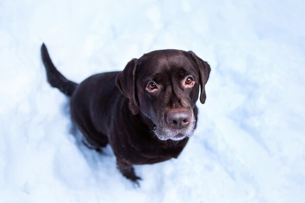 Perro labrador retriever chocolate sentado en la nieve.