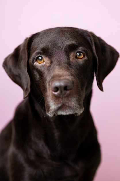 Un perro labrador retriever color chocolate mira a la cámara contra un fondo de color rosa