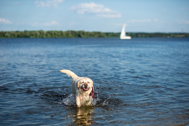 Perro Labrador Retriever corriendo a través del agua creando enormes gotas de agua y salpicaduras. Un perro con un collar rojo.
