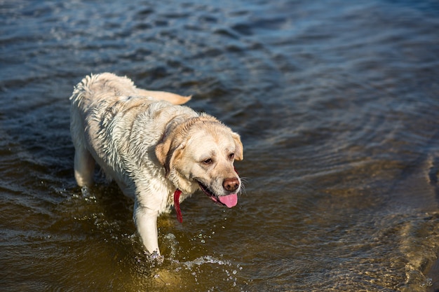 Perro Labrador Retriever corriendo a través del agua creando enormes gotas de agua y salpicaduras. Un perro con un collar rojo.