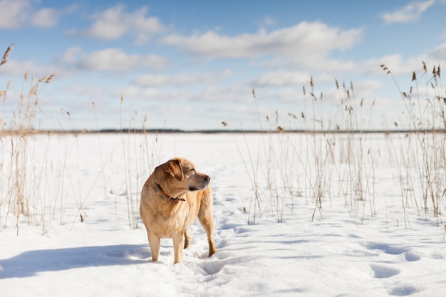 Perro labrador retriever crecido caminando en un día soleado de invierno entre juncos secos en la nieve.