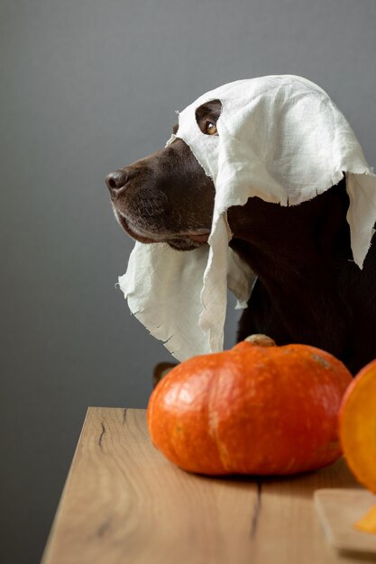 Foto el perro labrador retriever disfrazado de fantasma de halloween se sienta junto a las calabazas cocinando comida de calabaza es un