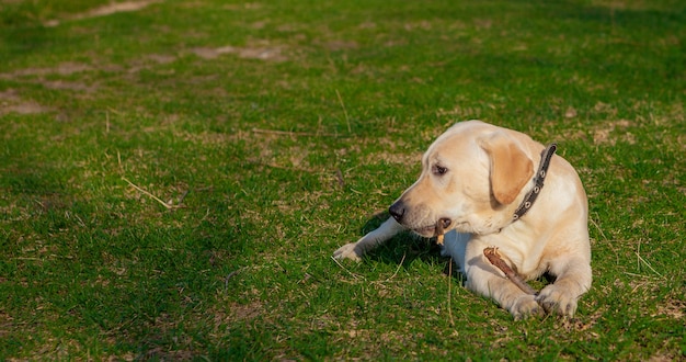 Perro labrador retriever feliz sentado en la hierba. Retrato