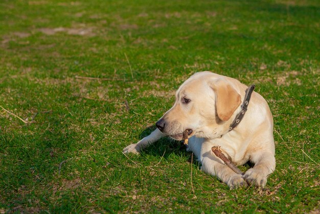 Foto perro labrador retriever feliz sentado en el retrato de hierba