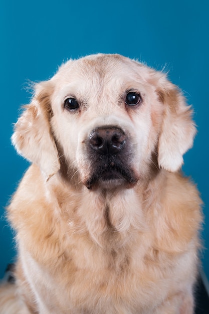 perro labrador retriever maduro