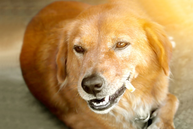 Perro Labrador Retriever masticando snack gourmet