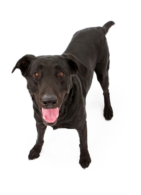 Perro Labrador Retriever negro aislado en blanco