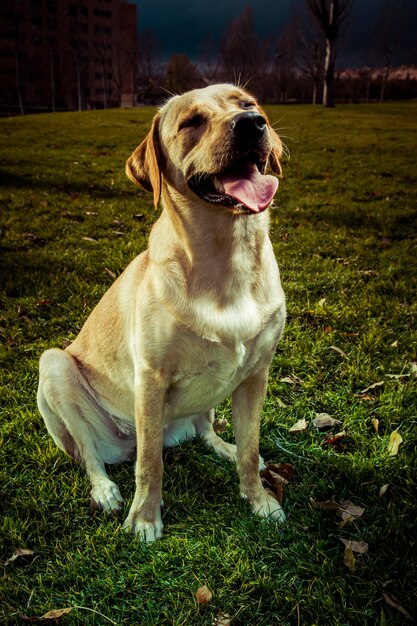 Perro labrador retriever en otoño