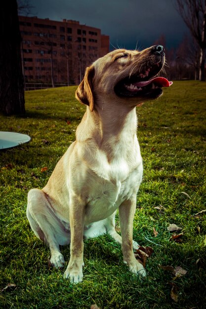 Perro labrador retriever en otoño