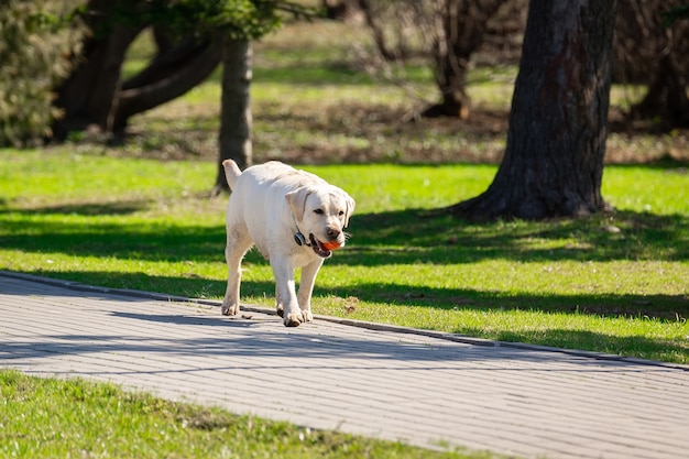 Perro labrador retriever con pelota