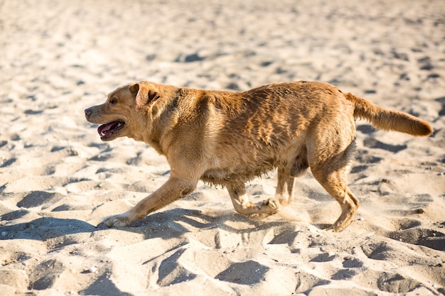 Perro labrador retriever en la playa. Perro feliz corre en la arena cerca del río