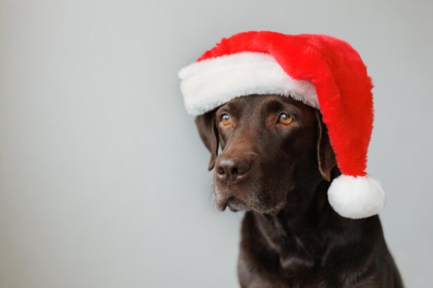 Un perro labrador retriever vistiendo un sombrero de Santa Claus y adornos para Navidad o año nuevo