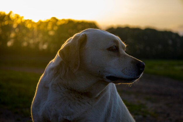 Perro labrador sobre un fondo de puesta de sol