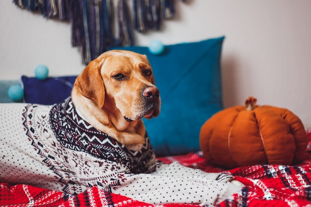 Perro Labrador en un suéter de Navidad acostado sobre la manta roja