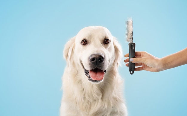 Perro labrador tranquilo en procedimiento de aseo mujer sosteniendo peine con golden retriever de lana sentado