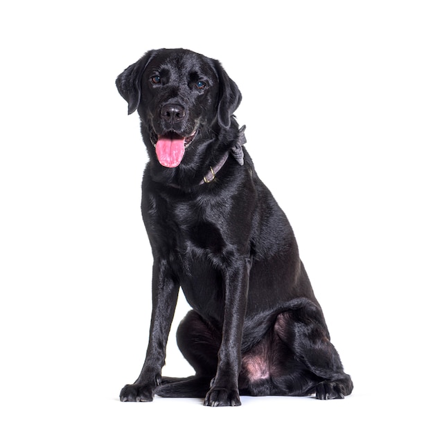 Perro Labradorpanting negro sentado, aislado en blanco