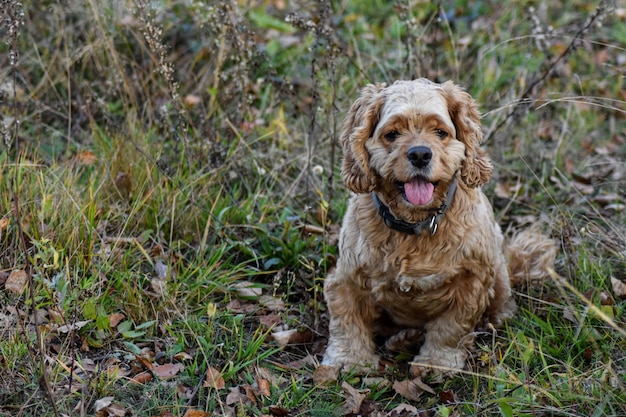 Perro ladra al erizo en el bosque