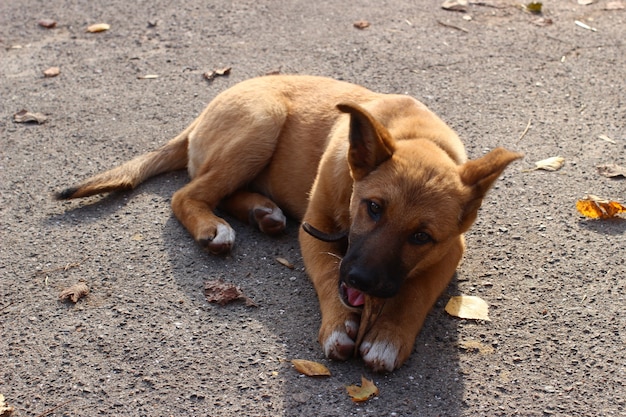 Perro ladrando hueso sin hogar