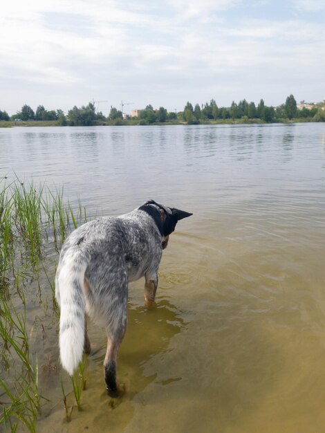 Un perro en un lago buscando un palo.