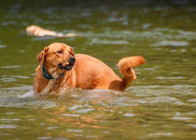 Foto perro en un lago