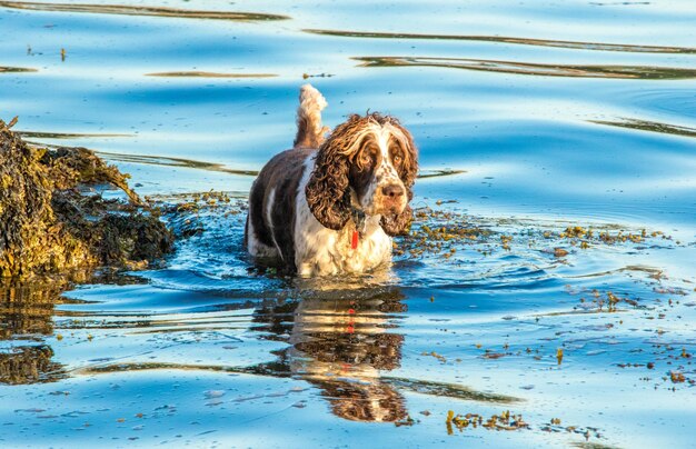 Perro en un lago