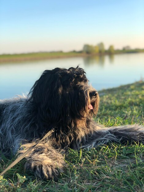 Foto perro en un lago