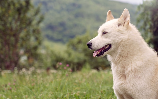 Perro Laika siberiano en la naturaleza al aire libre