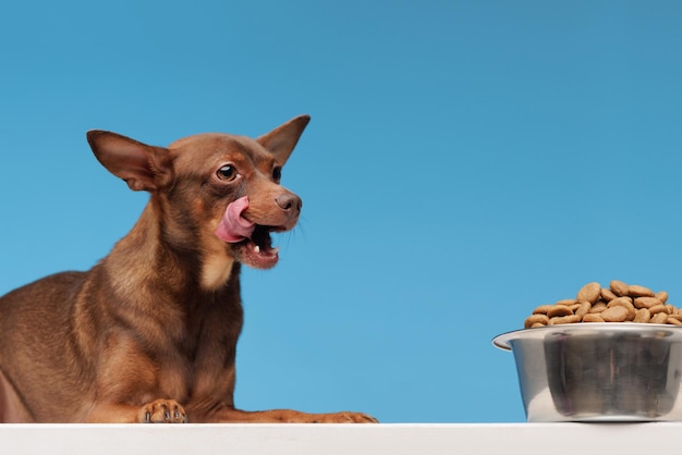 Perro se lame los labios cuando ve un tazón de comida deliciosa