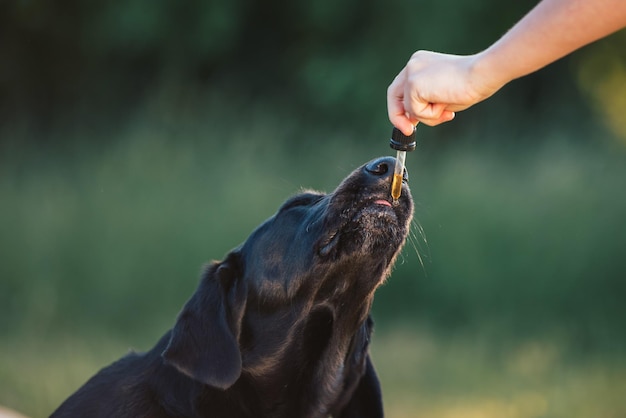 Perro lamiendo un gotero con aceite de CBD