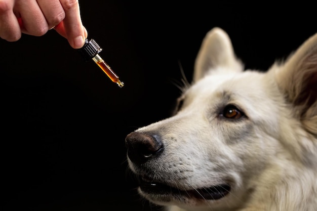 Perro lamiendo un gotero lleno de aceite de CBD