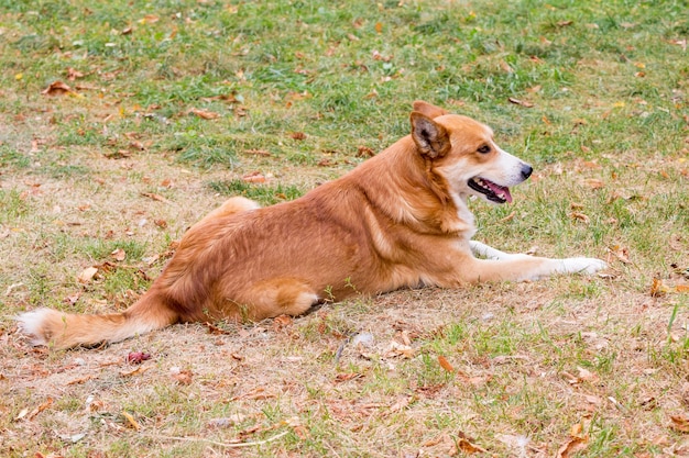 Un perro con lana naranja y blanca se sienta en un parque en el césped_