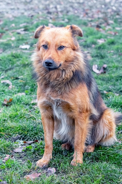 Un perro lanudo marrón está sentado en la hierba