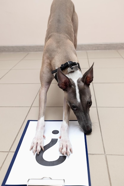 Foto un perro látigo se para en una clínica veterinaria con un cartel con un signo de interrogación y mira interrogativamente a la cámara.