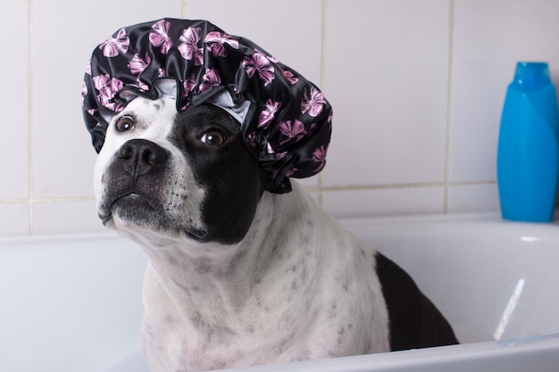 El perro se lava en el baño Un animal con gorro de ducha y espuma en la cabeza