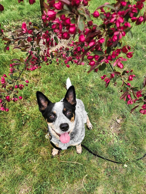 Un perro con una lengua rosa colgando mirando hacia la cámara.