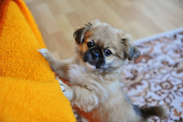 El perro león de Pekín, Pelchie Dog, Peke es una antigua raza de juguete