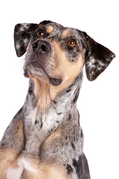 Perro leopardo catahoula de luisiana