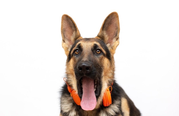 Perro lindo con auriculares aislado en perro blanco canta una canción